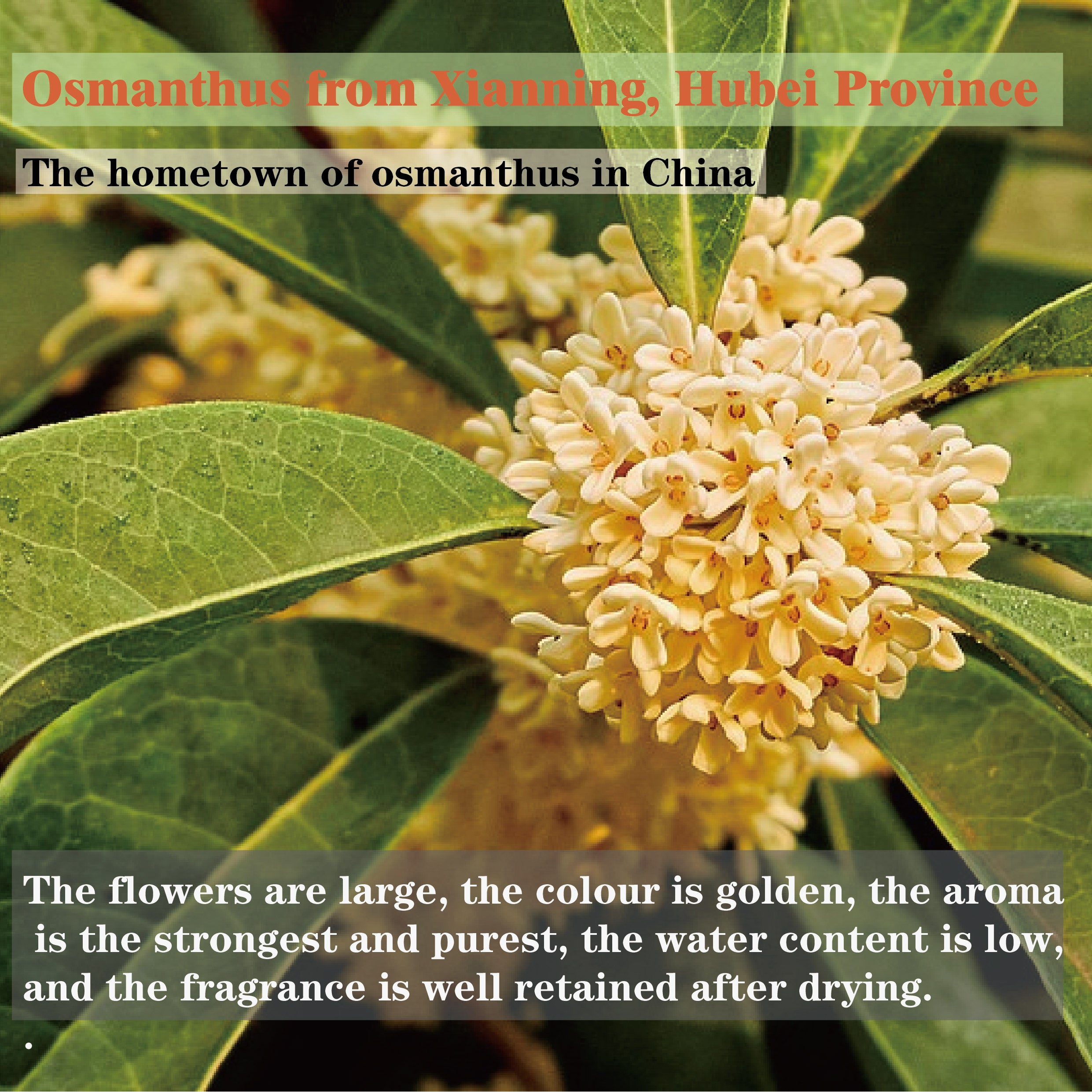 Osmanthus Jasmine Tea(Soothe emotions)