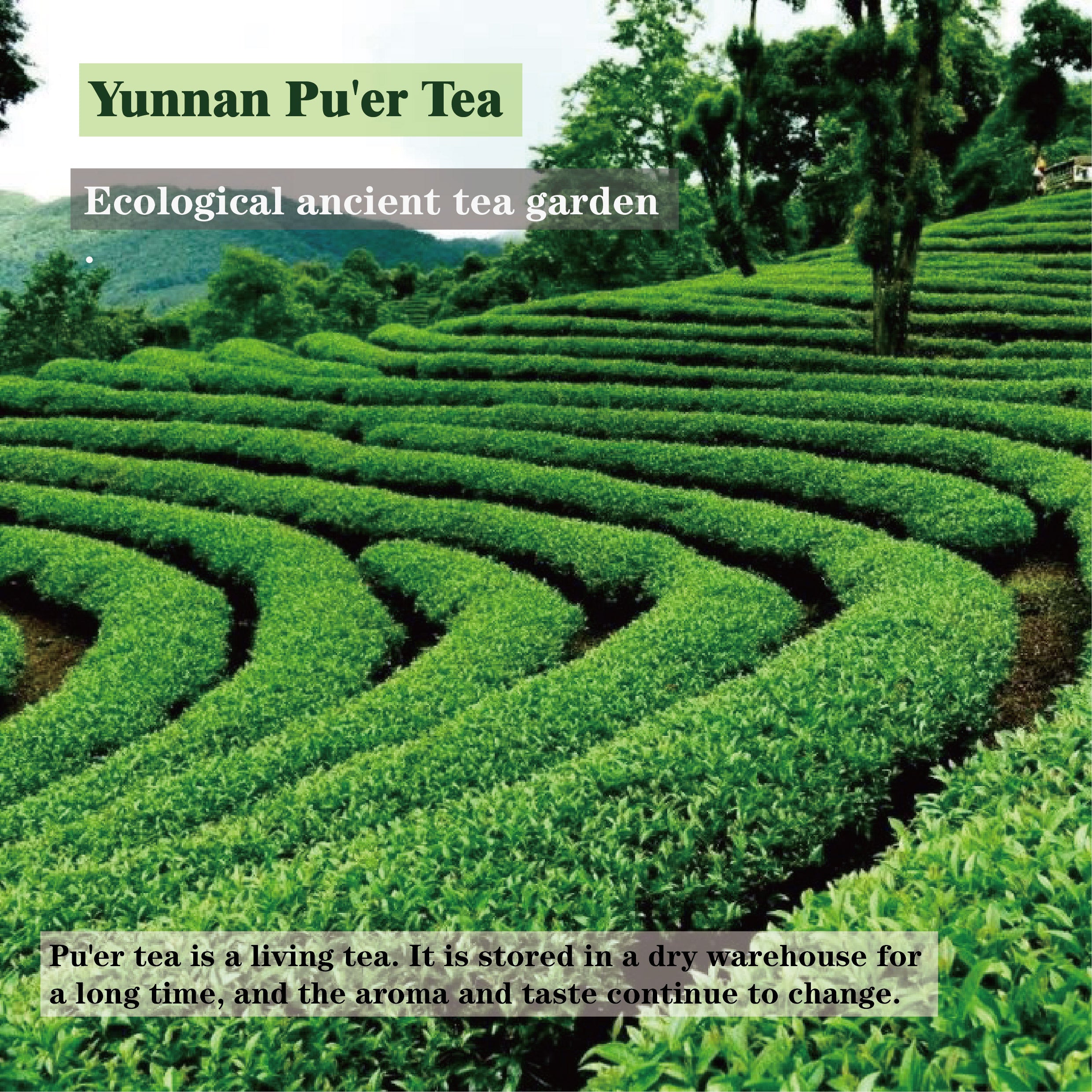 Orange Peel Pu'er Tea(Remove dampness)