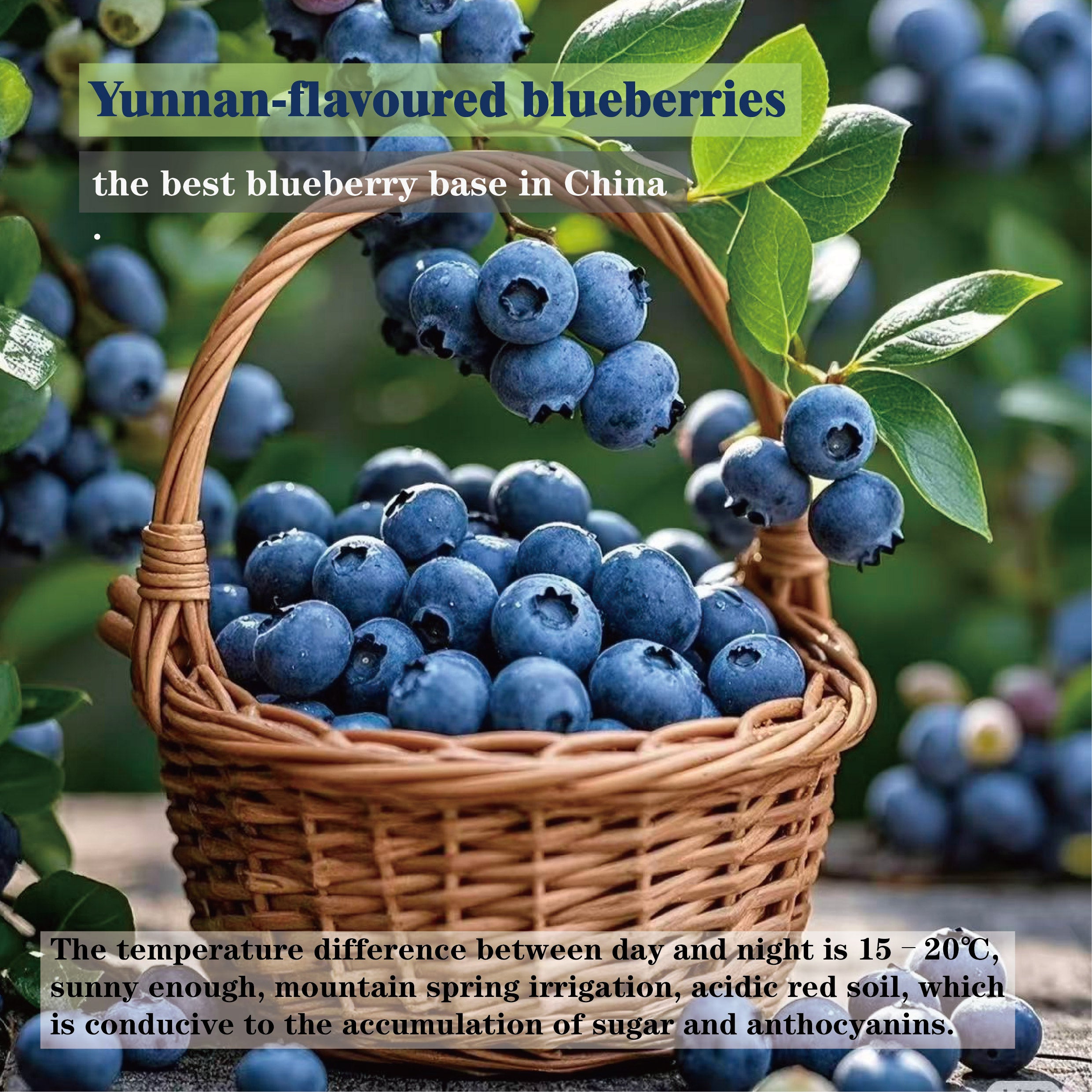 Blueberry Cheese(Calm the mind and promote sleep)