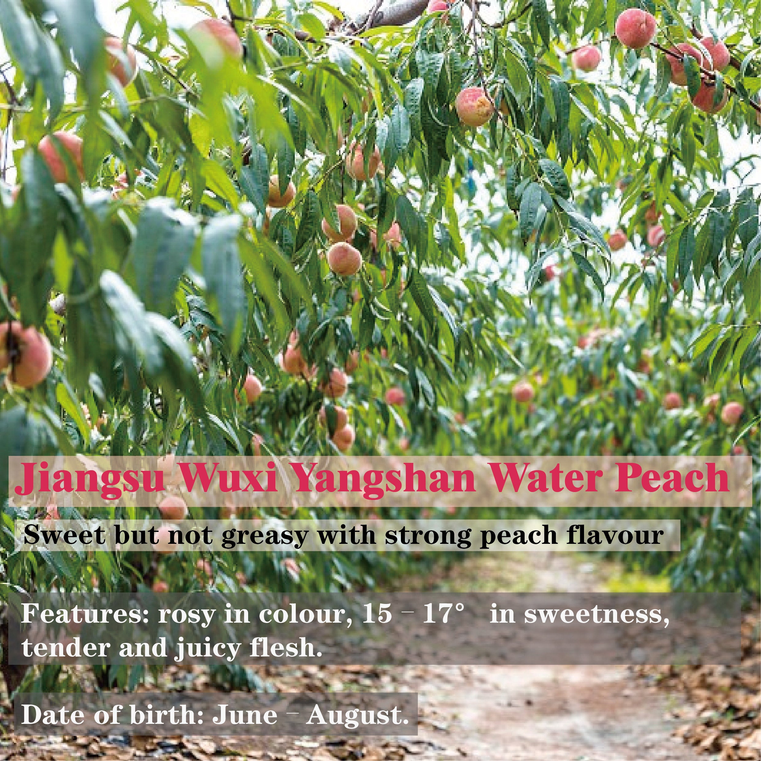 Peach Oolong Tea(Improve cardiovascular health)