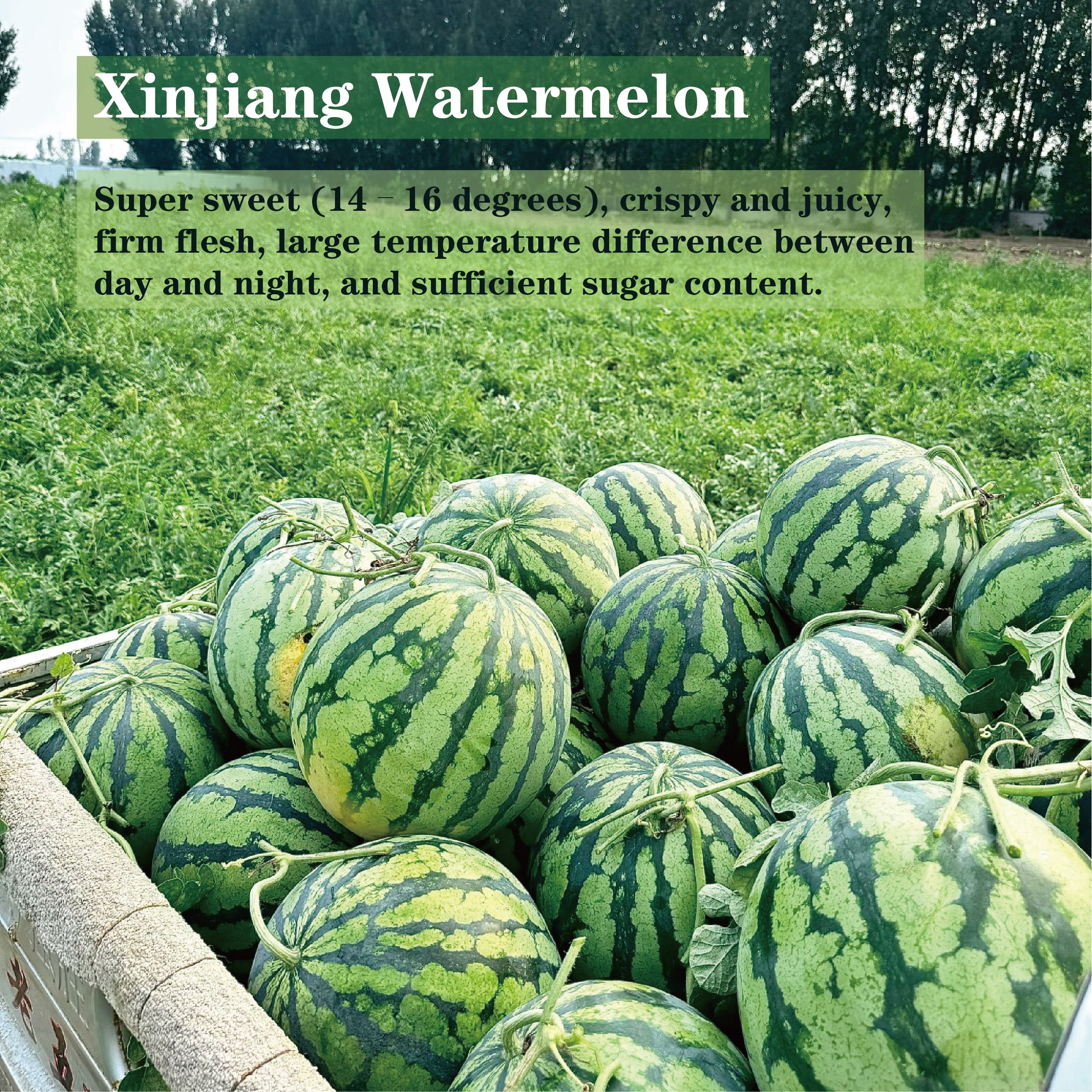 Watermelon Lychee Fruit Tea(Soothe heat-related discomfort)