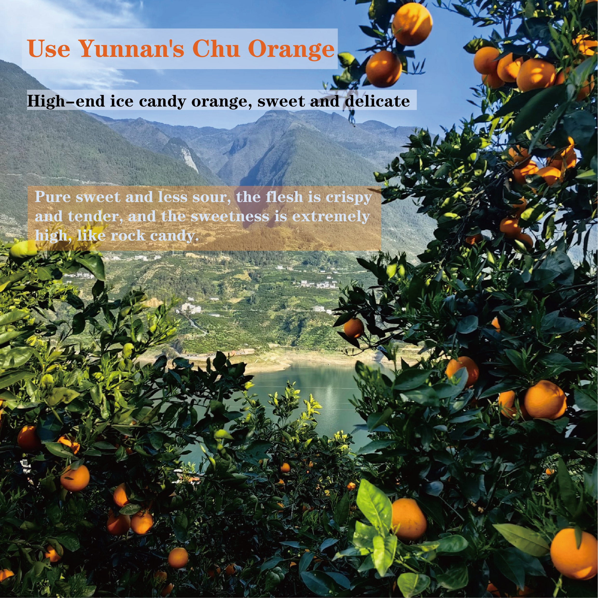 Grapefruit Orange Tea(supplement vitamin C)