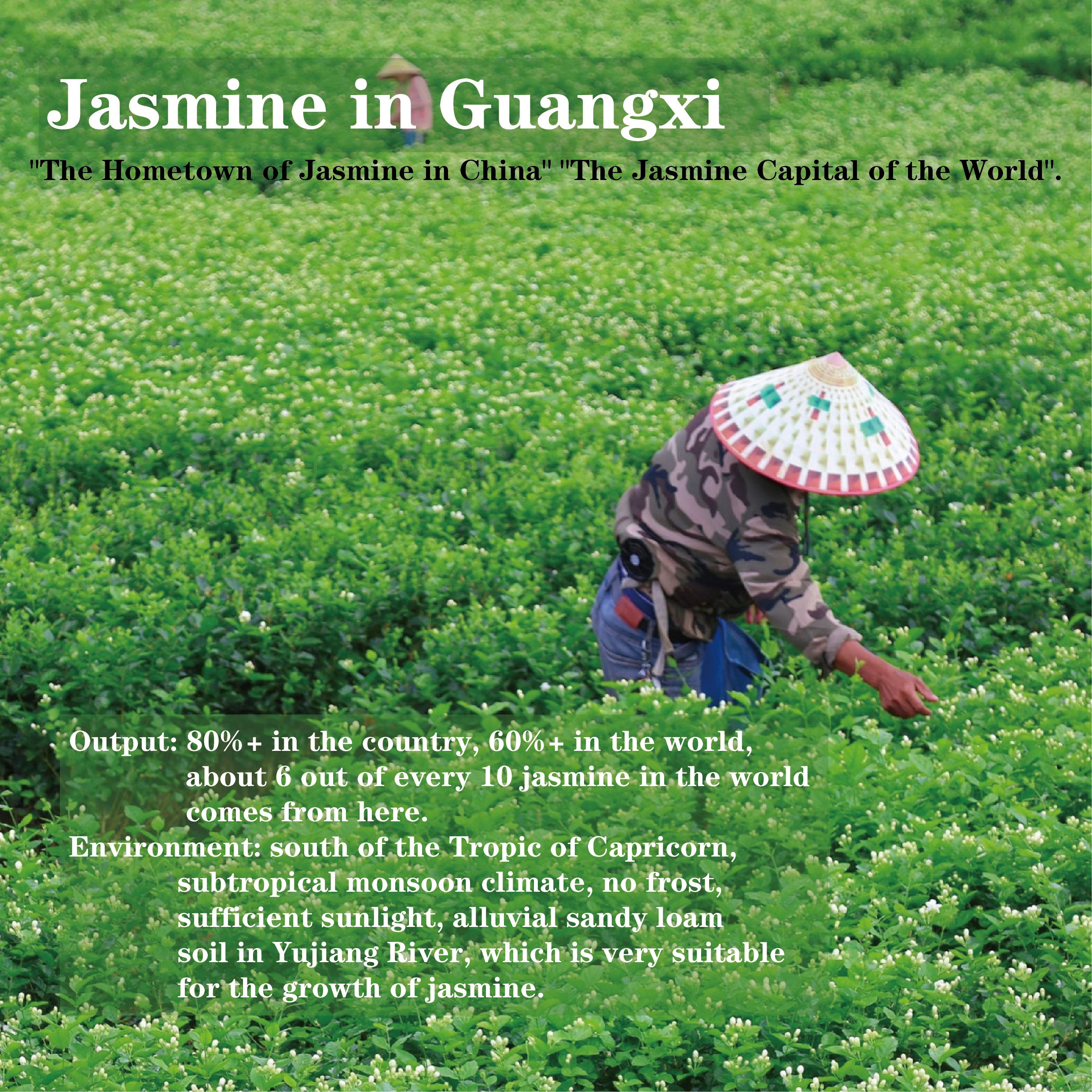 Jasmine Green Tea(Freshen breath)